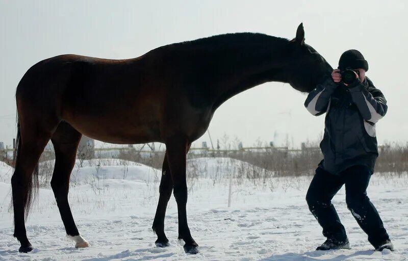 Oleksandr kalinovskyi. жеребенок с человеком. мальчик на лошадке. конь пацаны слушать. мальчик на коне.