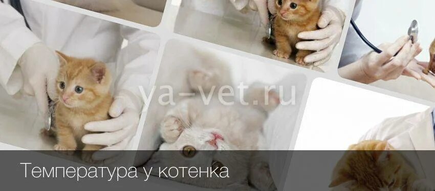 Температура у кота норма. Нормальная температура у котенка 3. Нормальная температура у кота 1 год. Нормальная температура тела у кошек. Температура у котенка.