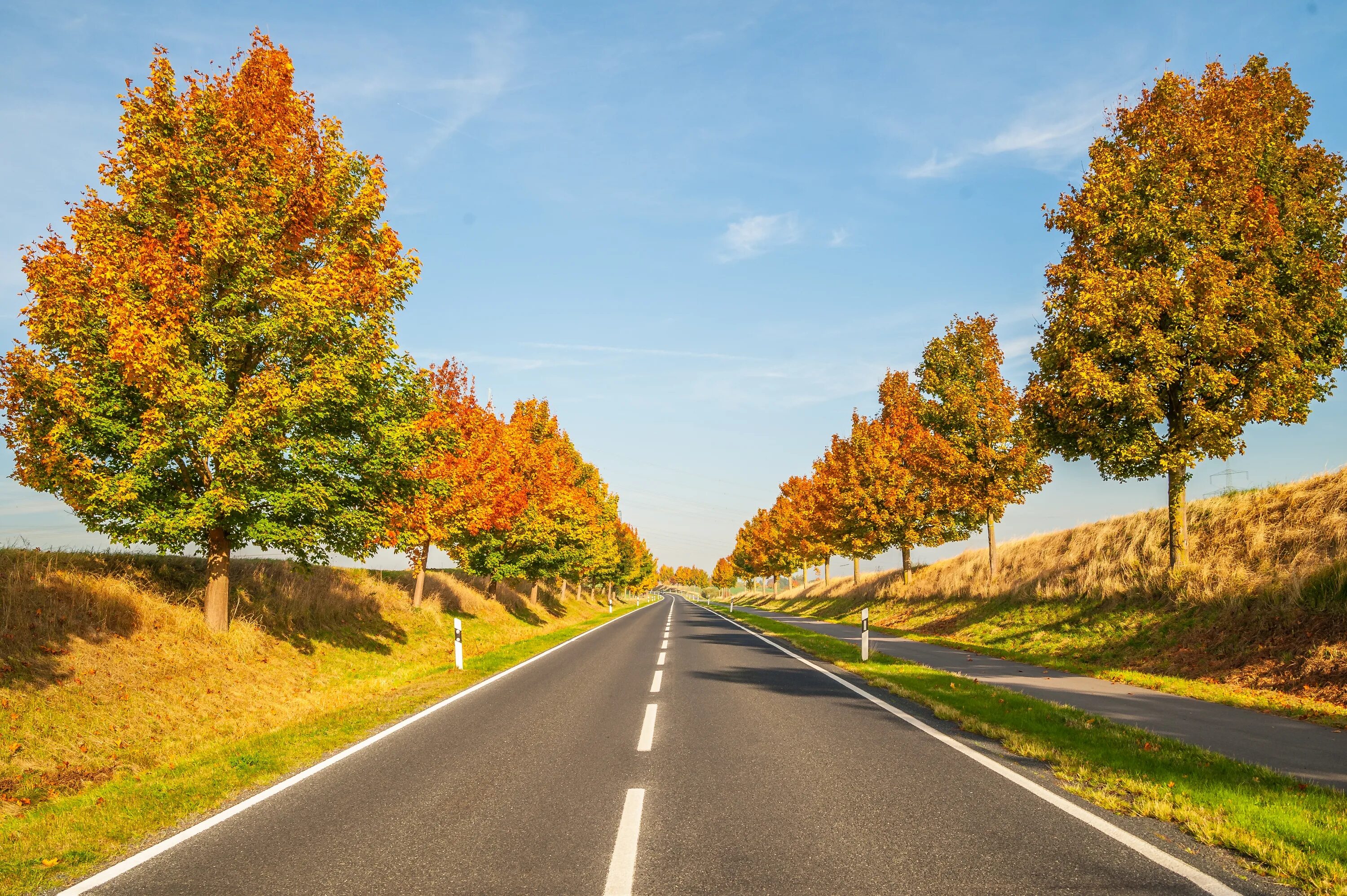 Осенняя дорога. Дорога в осень. Деревья вдоль трассы. Деревья вдоль дорог.