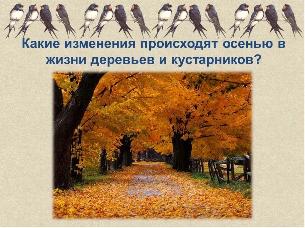 Какие изменения в жизни растений происходят осенью. Изменения в живой природе осенью. Живая природа осенью 2 класс. Изменения в природе осенью 2 класс. Природа осенью окружающий мир.