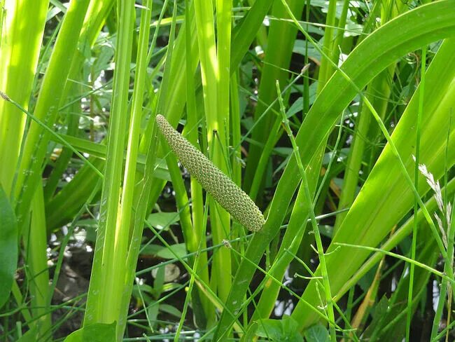 АИР обыкновенный - Acorus Calamus. АИР болотный (Acorus Calamus). АИР обыкновенный болотный. АИР болотный (ирный корень).