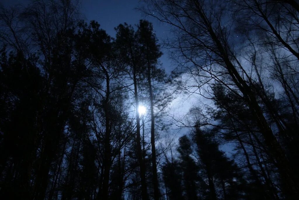 Луна сквозь деревья. «Ночь в лесу». Ночной лес. Сосны ночью. Верхушки деревьев ночью.