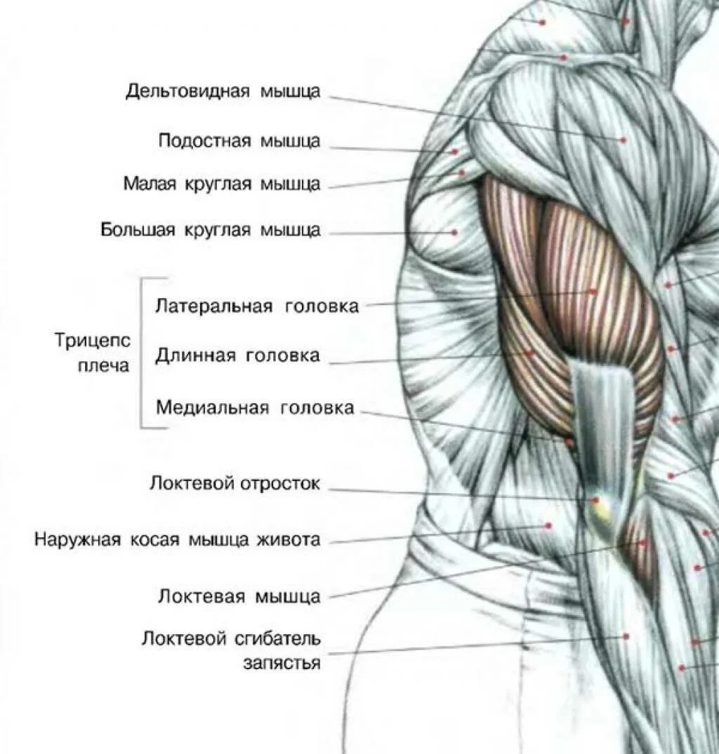 Трицепс мышца. Строение трицепса. Трицепс анатомия мышц. Трицепс мышца крепление. Анатомия трицепса человека мышцы.