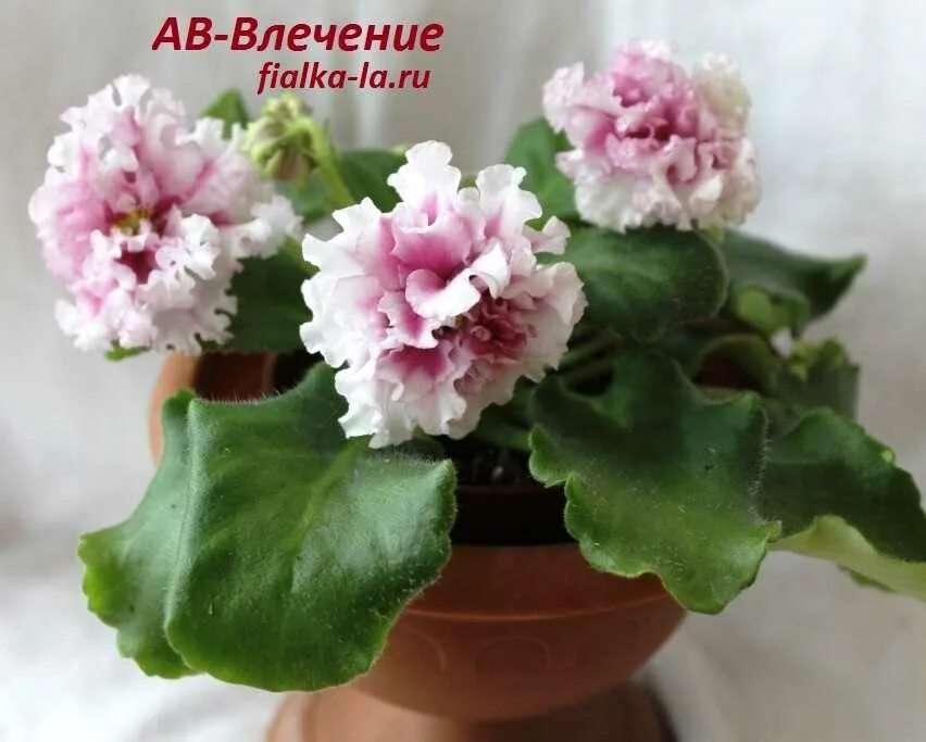 Фиалки ав фиалковод. Фиалка взаимные чувства. Фиалка взаимные чувства. Фиалка взаимные чувства. Фиалка взаимные чувства.
