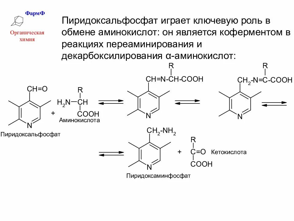 Количественного определения ферментов. Декарбоксилирование аминокислот витамин в6. Трансаминирование витамина в6. Схему реакции получения фенилгидразона пиридоксальфосфата. Пиридоксальфосфат кофермент реакции.