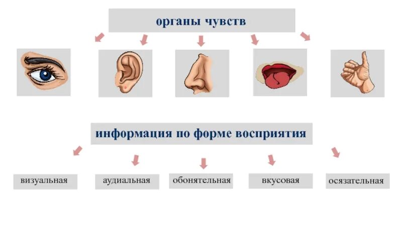 Органы чувств воспринимают информацию. Органы чувств. Органы чувств информация. Органы восприятия информации. Восприятие органами чувств.