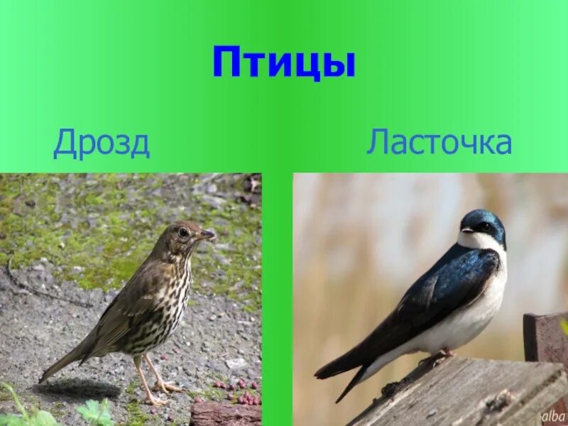 Дроздов ласточка