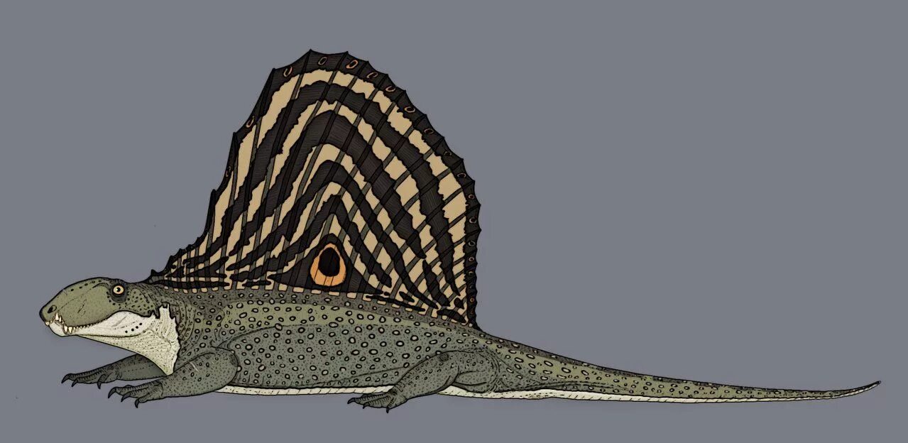 Диметродон. Dimetrodon angelensis. Ящер Диметродон. Диметродон динозавр.