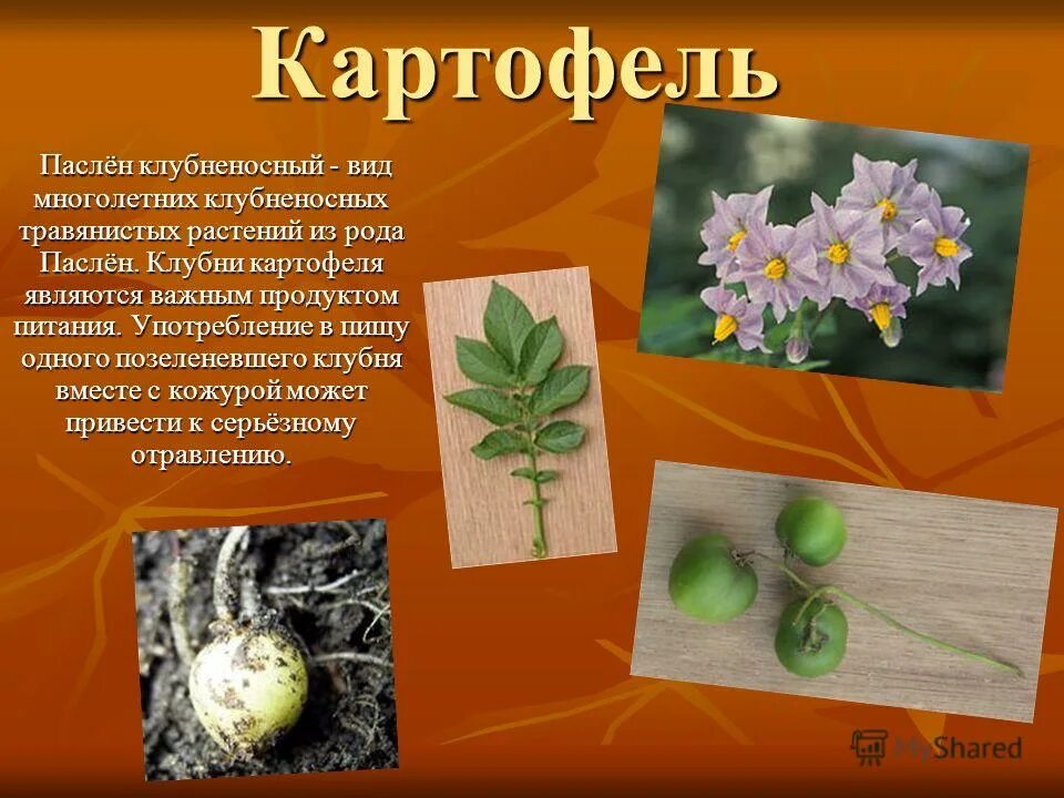 культурные растения картошка. паспорт растения паслен клубненосный. картофель пасленовые. паслен клубненосный. картофель клубненосный лист.