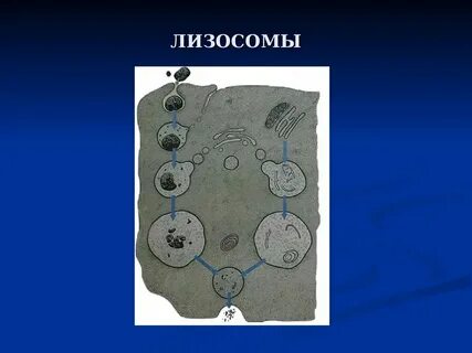 Наличие двух мембран лизосома
