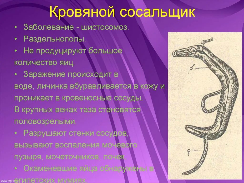 Систематика сосальщиков. Кровяной сосальщик шистосома. Шистосома морфология. Кровяной сосальщик строение. Шистосома кровяная двуустка.