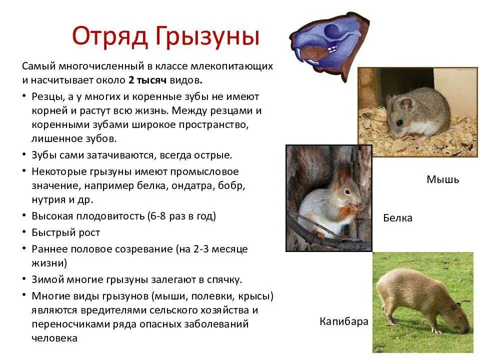Грызуны млекопитающие список. Отряд грызуны признаки отряда. плацентарные отряды млекопитающих грызуны. отряды млекопитающих 7 класс биология. характеристика отряда грызуны биология 7 класс.