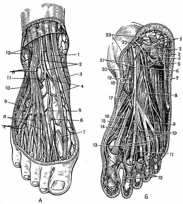 Иннервация стопы анатомия. Подошвенные нервы стопы анатомия. Топография подошвы стопы. Иннервация тыла стопы анатомия. Каналы подошвы