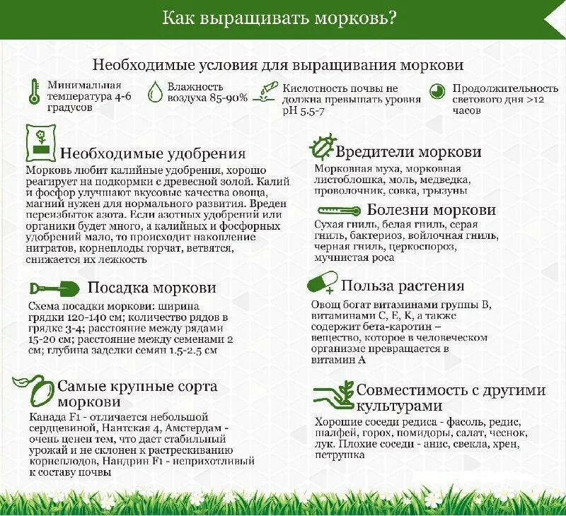 При какой температуре можно садить морковь. Схема удобрения моркови. морковь схема посадки в открытый грунт семенами. советы садоводам. шпаргалка для огородника.