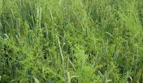 Сорные растения зерновых культур