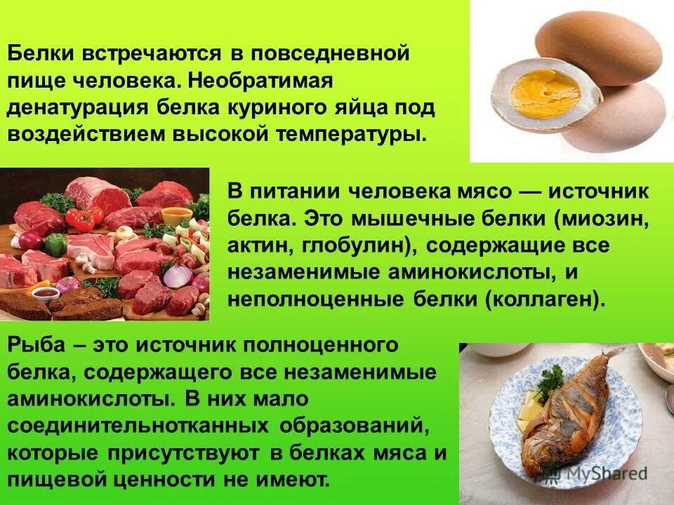 Значение углеводов в питании животных. Белки в пище человека. белок презентация. презентация на тему белки жиры углеводы. белки  и жиры в питании человека.