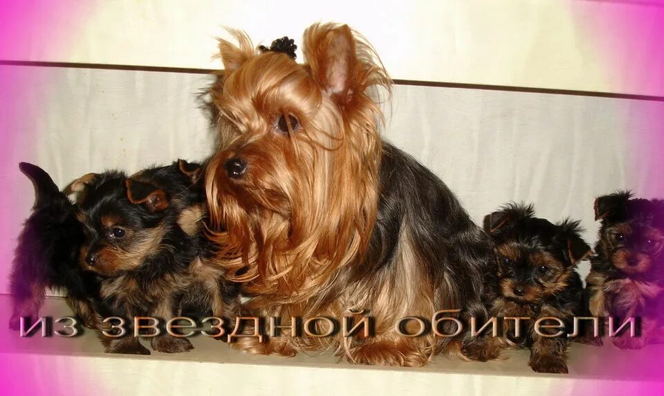 сколько беременность у йоркширского терьера