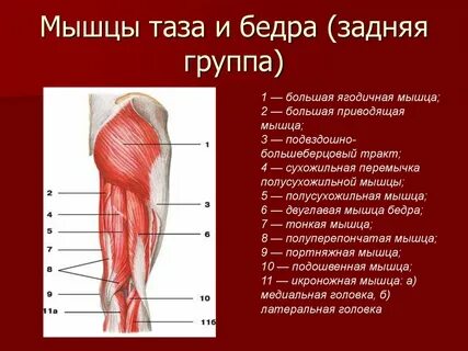 Наружная поверхность правого бедра