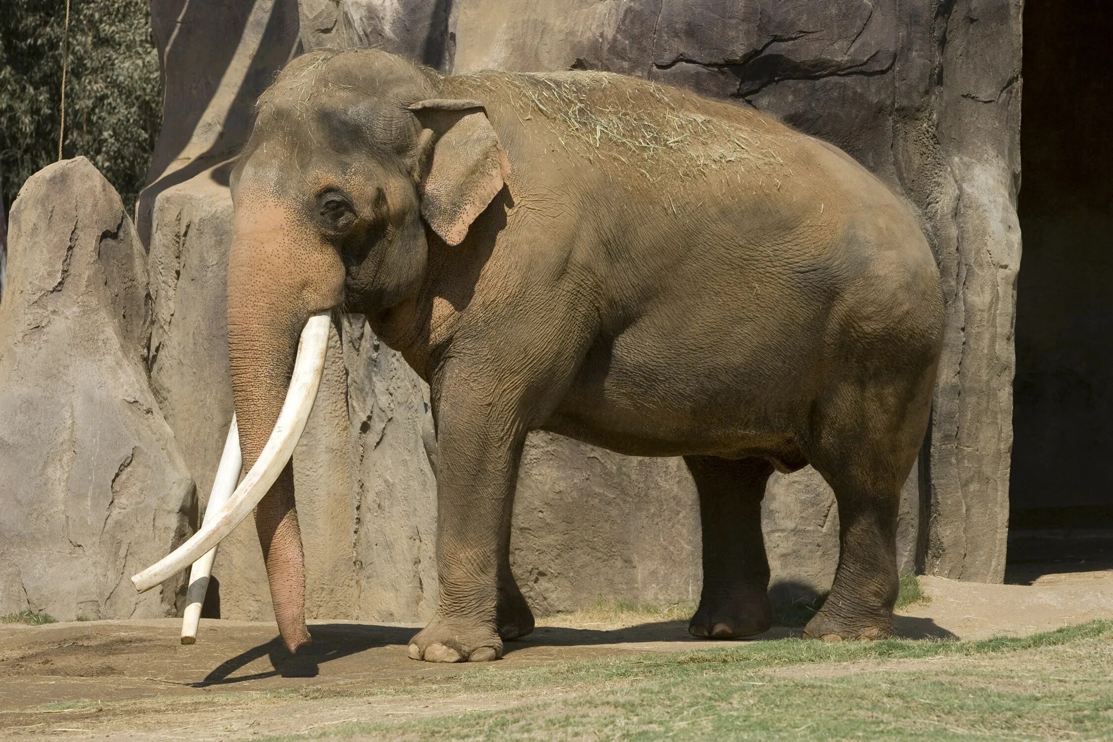 Азиатский индийский слон. Индийские слоны хоботные. Азиатский слон ( Elephas Максимус ). Азиатский слон с бивнями.