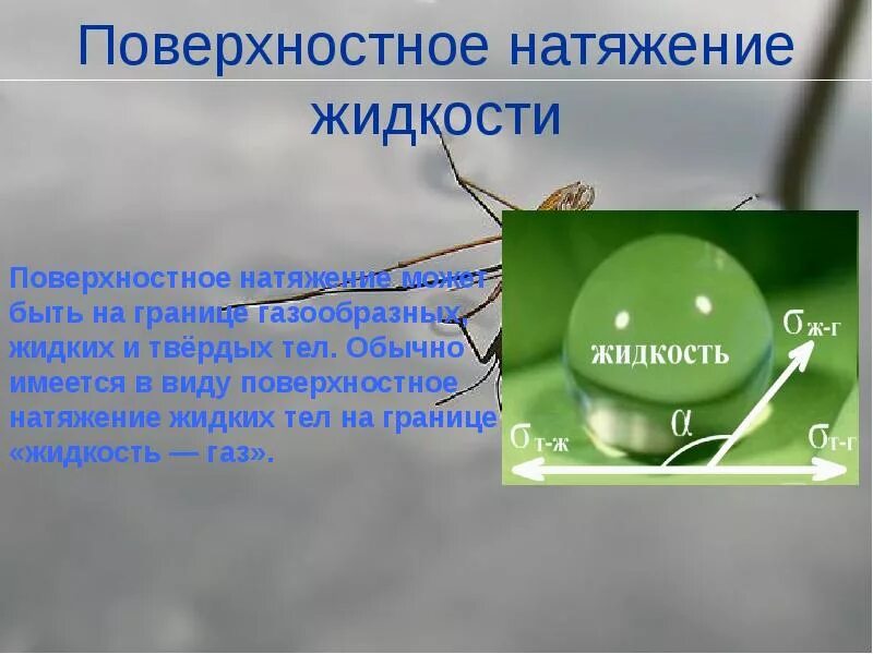 Поверхностное натяжение животные. Поверхностное натяжение. поверхностное натяжение жидкости. сила поверхностного натяжения жидкости. поверхностное натяжение на границе жидкость-жидкость.