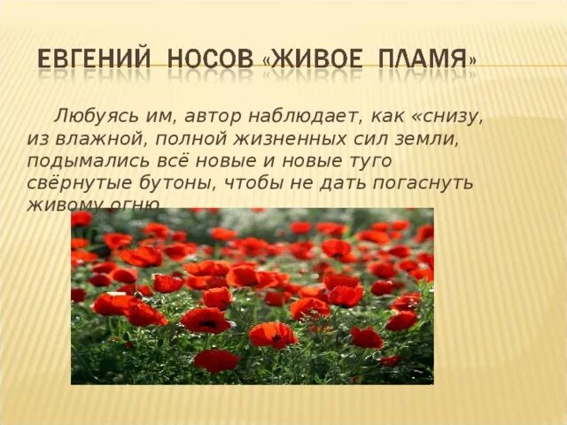 Живое пламя как вы понимаете конец рассказа. Носов е. "живое пламя". Е Носов рассказ живое пламя. Живое пламя. Рисунок к рассказу живое пламя.