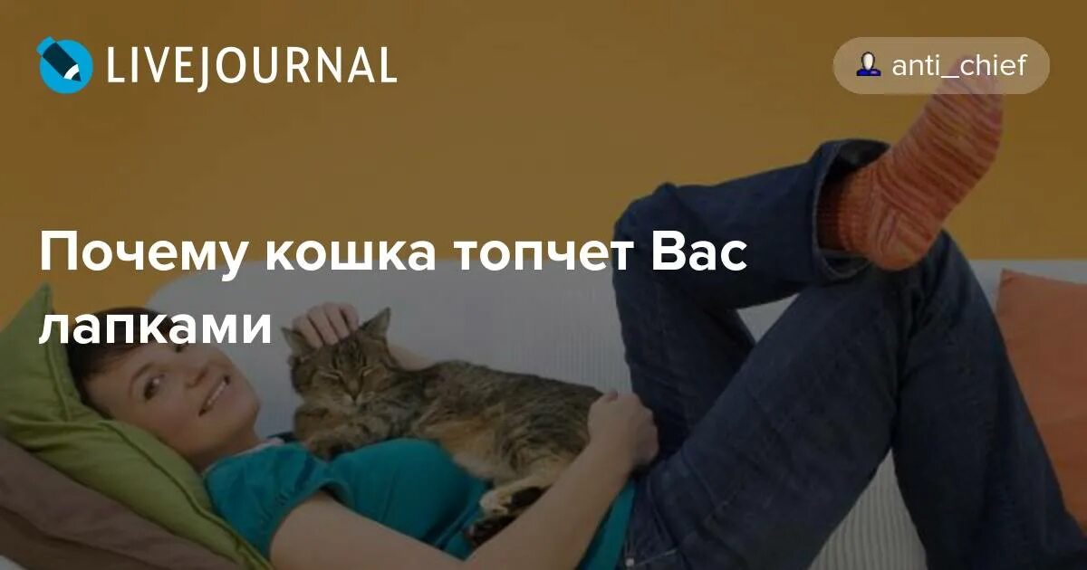 Почему кошки топчутся. Почему коты топчутся на человеке. Кошка топчет вас лапками. Почему кошка мурлычет и топчет вас лапками. Почему коты топчутся лапами