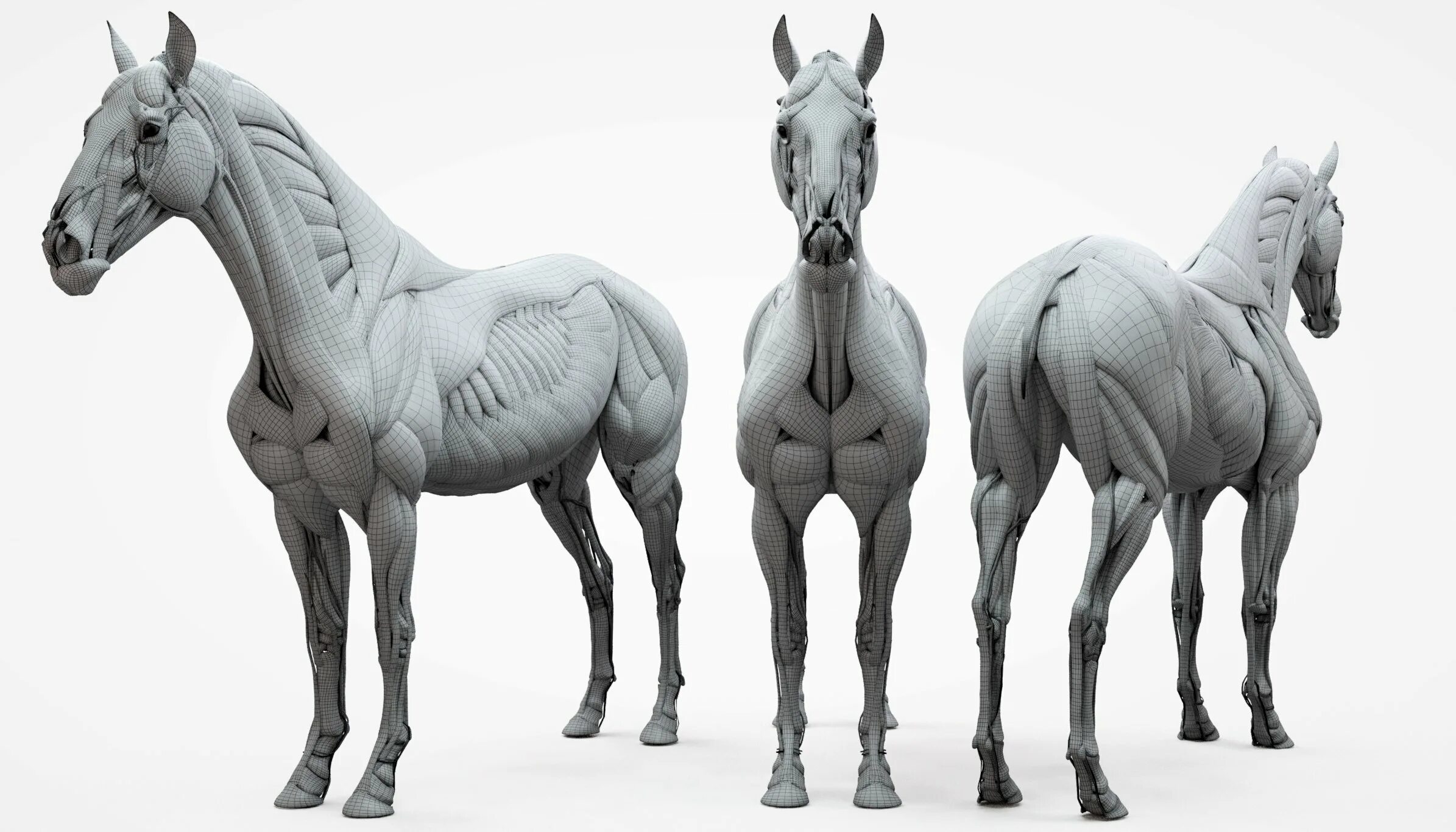 Horses model