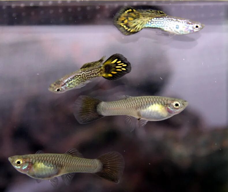 Гуппи самка. Pregnant guppy рыбки. Беременная самка гуппи. Перекормленный малек гуппи. Как выглядит самка гуппи.