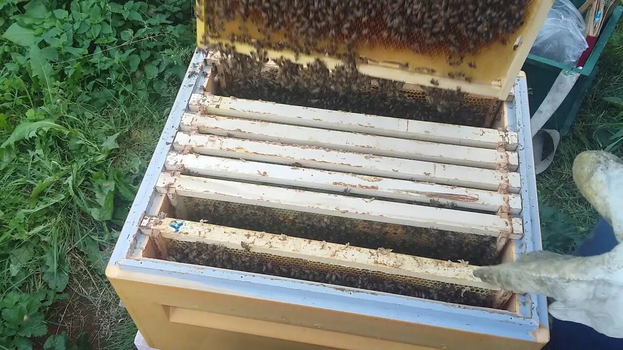 Пчелы 1 разбор. Пчелиное гнездо. Подготовка пчел к зиме в августе. Сокращение пчелиного гнезда. Закорм пчел в зиму.