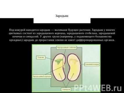 Зародыш имеет две семядоли