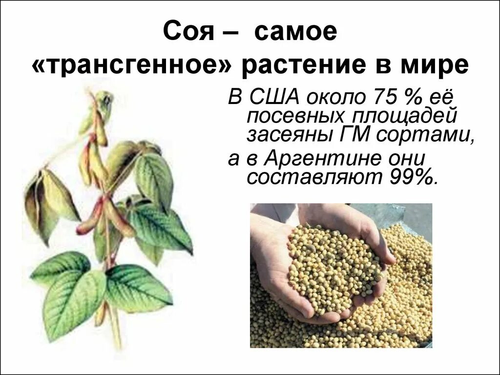 Соевый почему ев