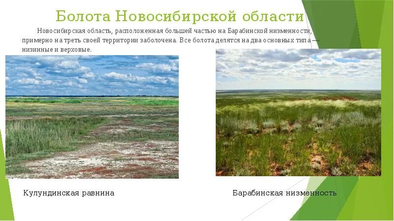 Дача занимая широкую и болотистую низменность раньше. Барабинская низменность заболочена. Барабинская равнина Новосибирске. Растительность Барабинской низменности. Болота Новосибирской области.