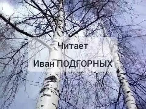 Я помню ранило березу автор. Стих берёза я помню радио берёзу. Я помню ранило березу. Я помню ранило березу стих. Стихотворение белая береза я помню ранило березу.