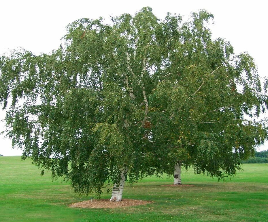 Береза повислая (бородавчатая). Береза повислая Betula pendula. Береза повислая и береза бородавчатая. Береза бородавчатая (повислая, плакучая). Natura bereza