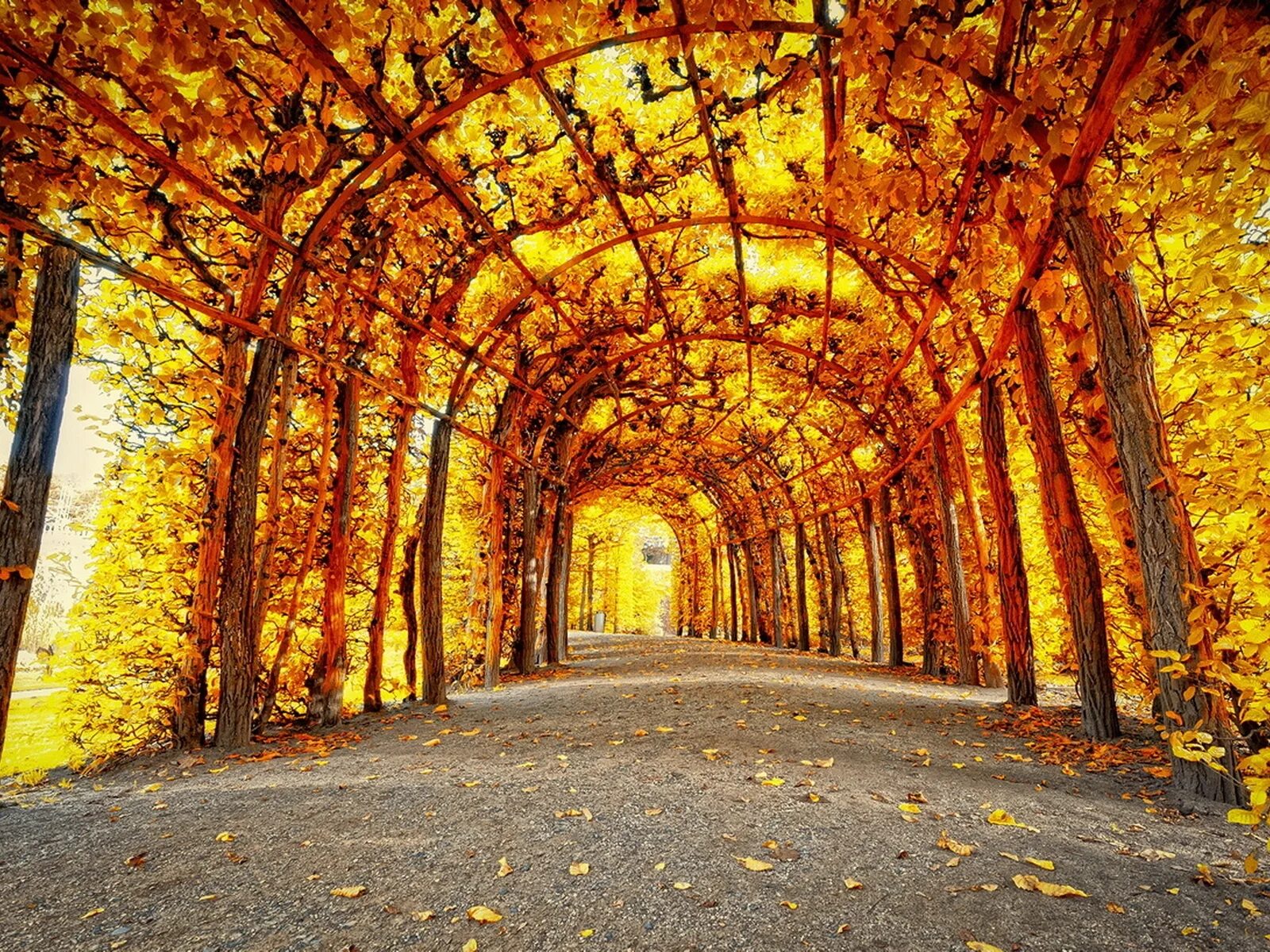 Осень. Осенняя Парковая аллея. Осень парк. Осень в парке. Красивая осень.