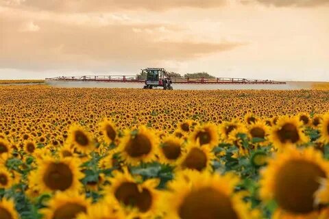 Подсолнух против нефора