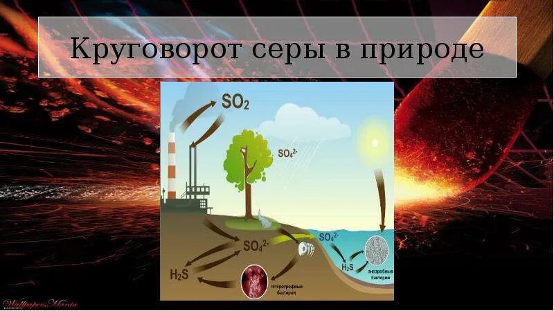 Круговорот серы в природе впр. Сера круговорот в природе. Круговорот серы в природе презентация. Круговорот серы в природе схема. Сера в природе.