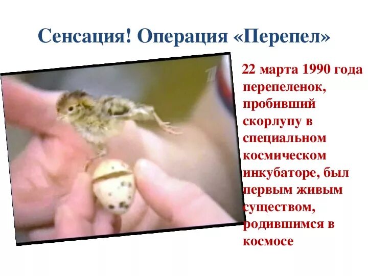 Эксперимент перепел. Эксперимент перепел