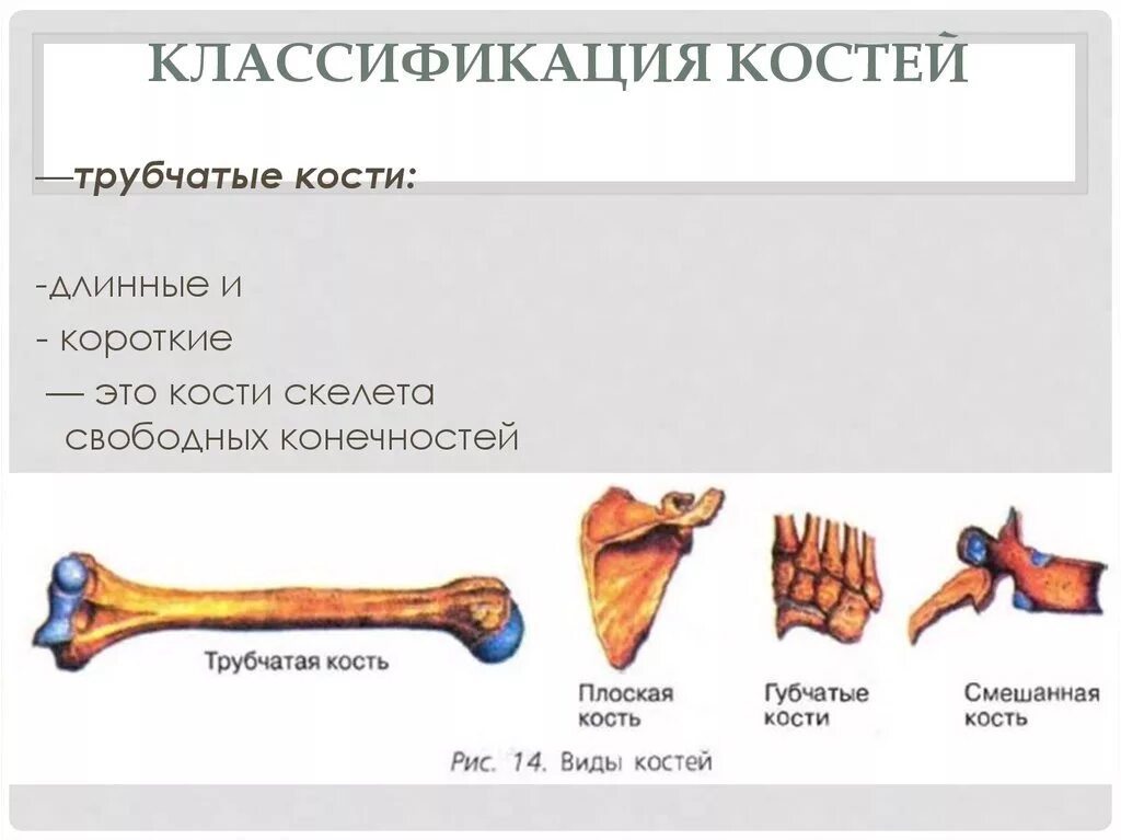 Губчатые кости кости конечностей. Трубчатые кости длинные и короткие. Трубчатые кости длинные и короткие клиническая анатомия. Кости классификация. Классификация костей длинные трубчатые кости.