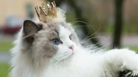 Коте принцесса