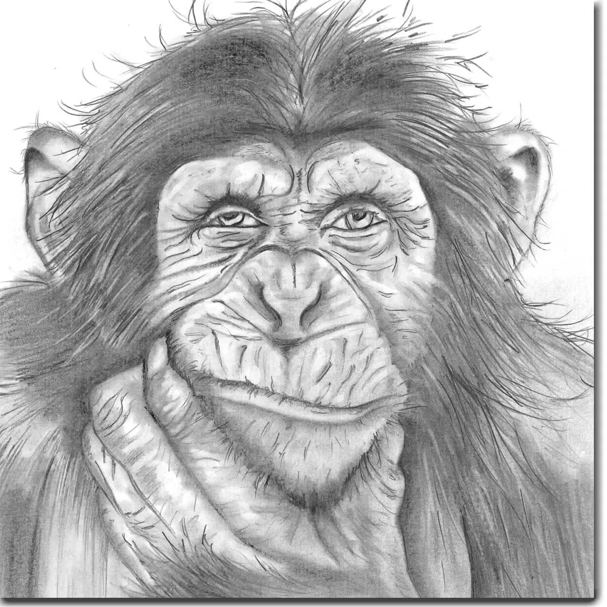 Рисунок обезьяны карандашом. Обезьяна рисунок. Зарисовки обезьян. Рисование обезьяны. Нарисовать обезьяну.