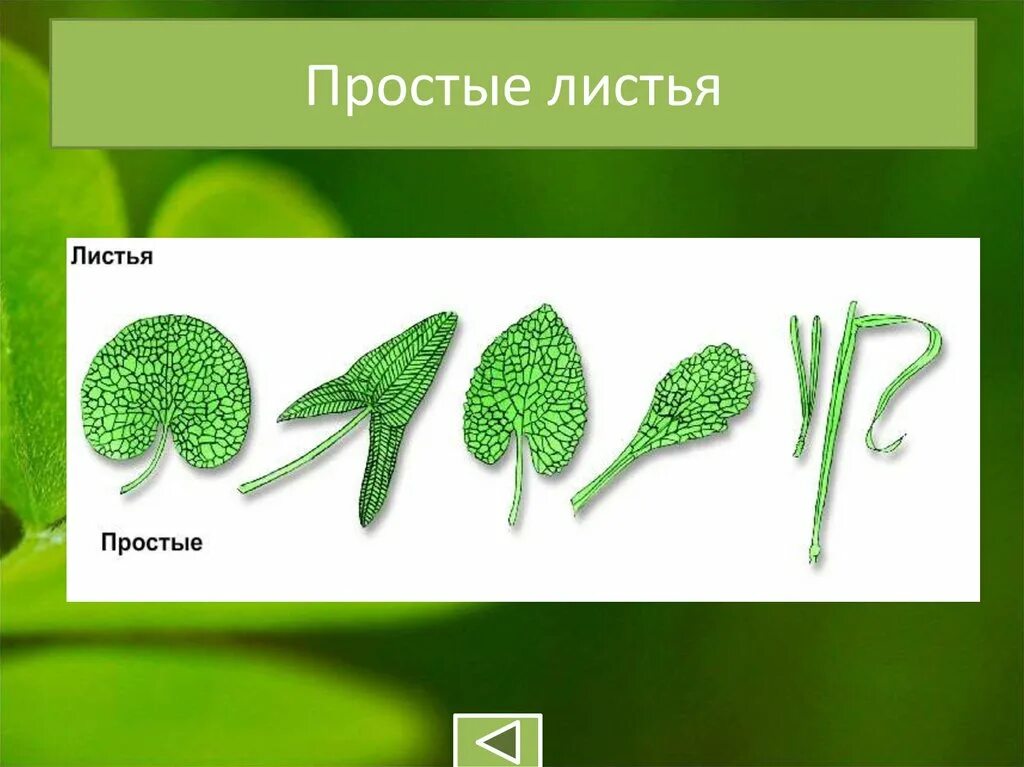 Внешнее строение листа изучает. Лист биология 6 класс. строение листа презентация. строение листа 6 класс. лист это в биологии.