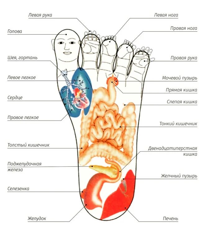 За какой орган отвечают пальцы на ногах