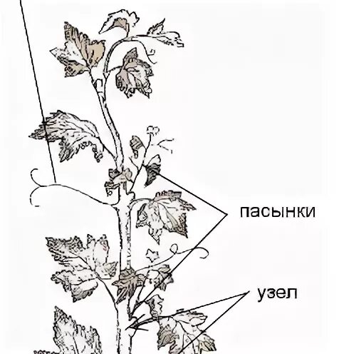 Виноградная лоза пасынкование. Пасынкование винограда летом схема.