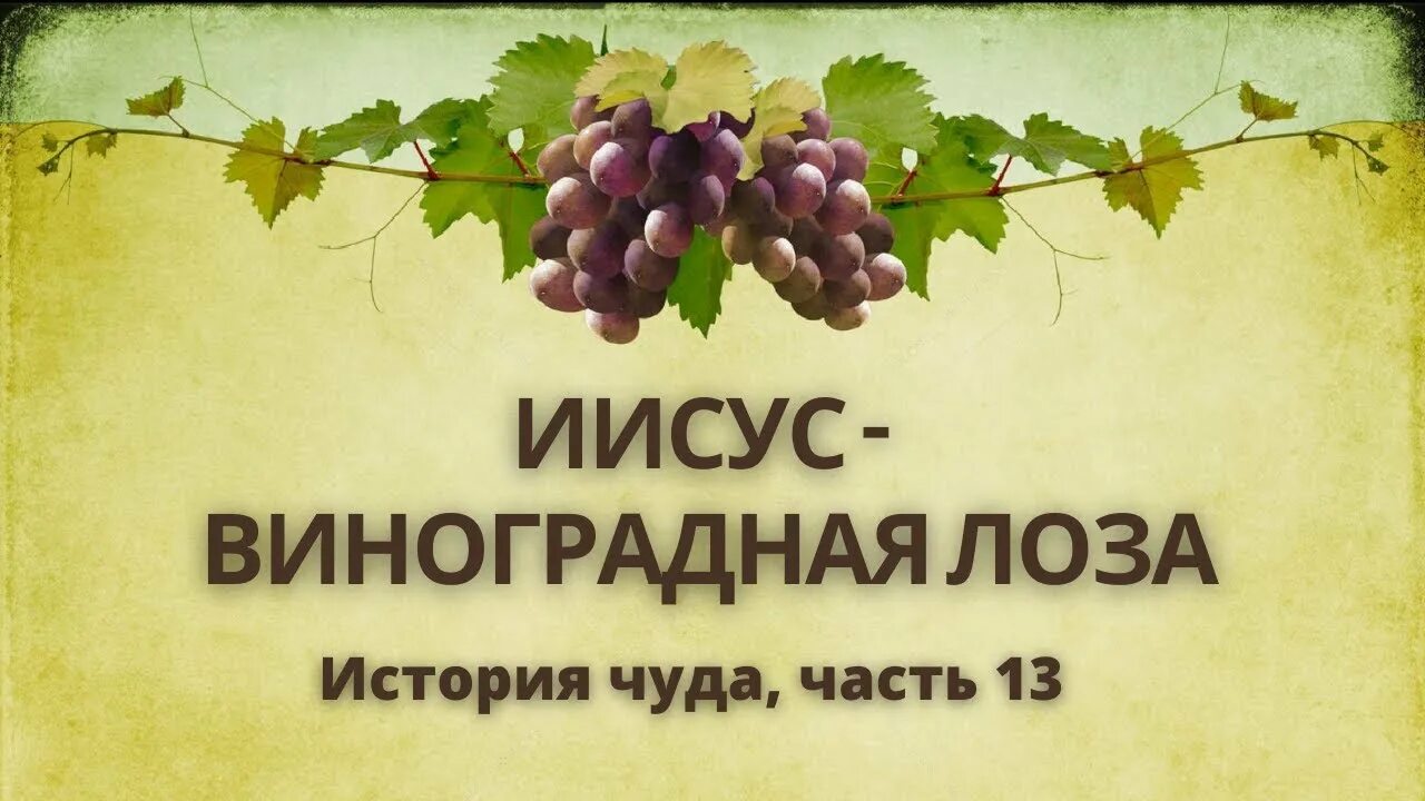 Изобильная виноградная лоза. Христианские песни виноградная лоза. Христианские песни виноградная лоза. Виноград не виноват. Христианские рассказы.