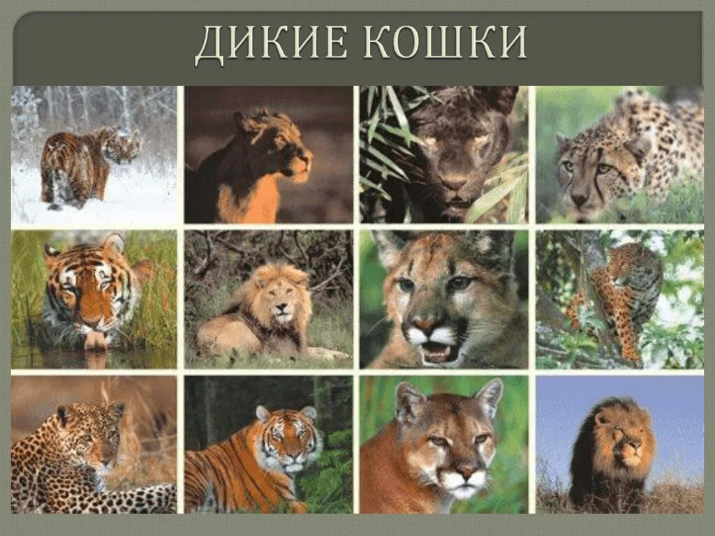 Много хищных животных