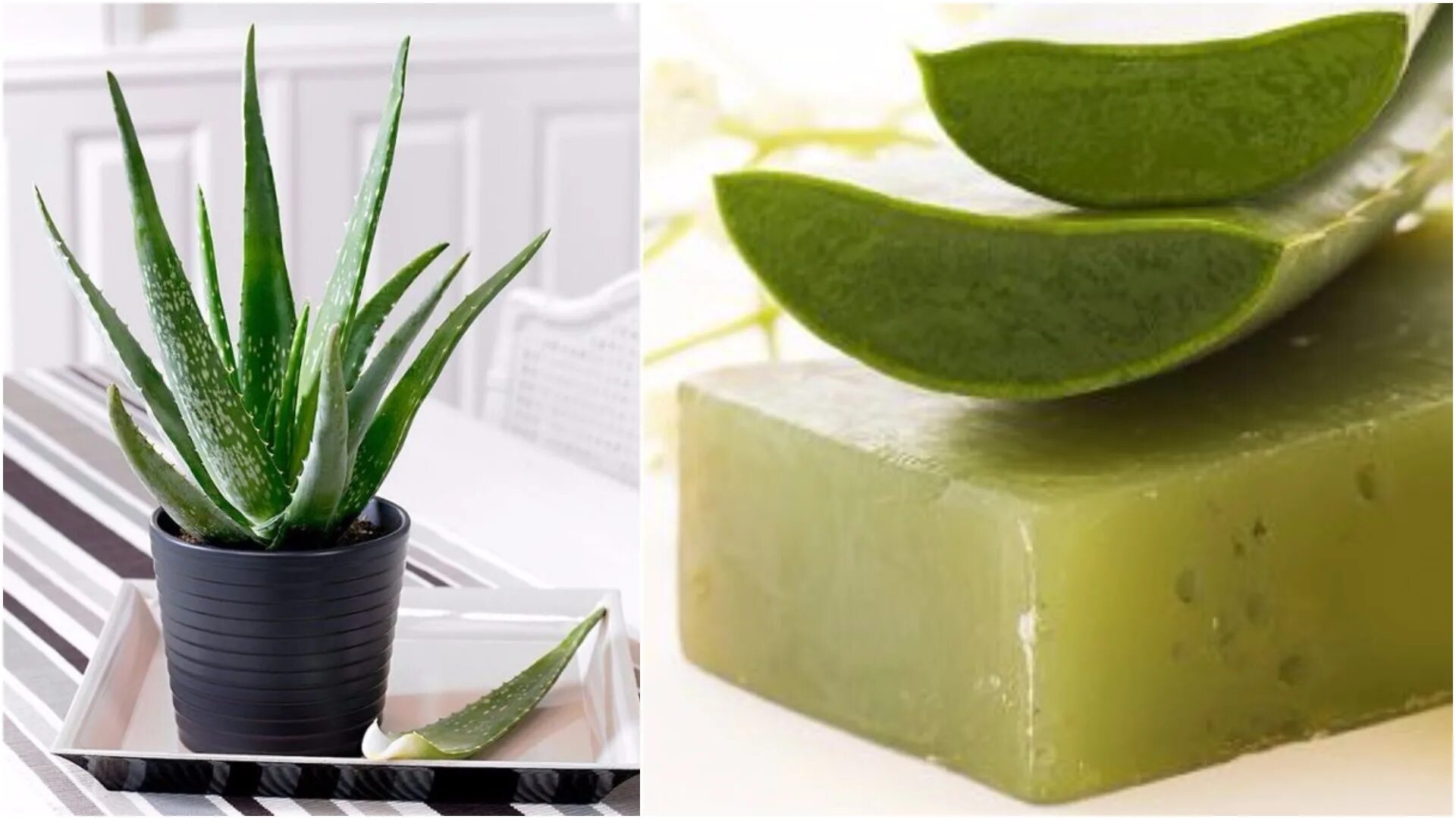 Aloe vera как пользоваться. Алоэ Лонгстила.