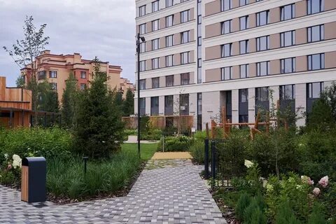 Кедр новосибирск