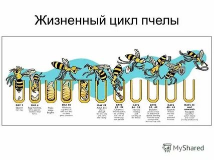 Продолжительность жизни пчелы