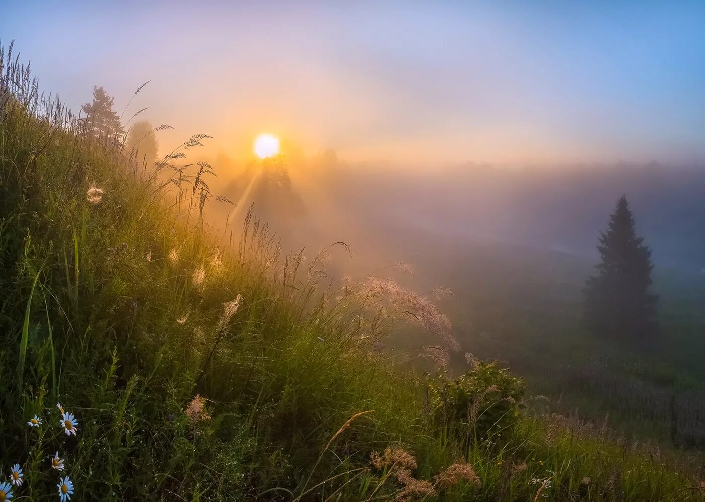 Так пускай холодным рассветом. Фотограф: фёдор Лашков ромашки. Нежный рассвет. Утренний рассвет. Раннее летнее утро.